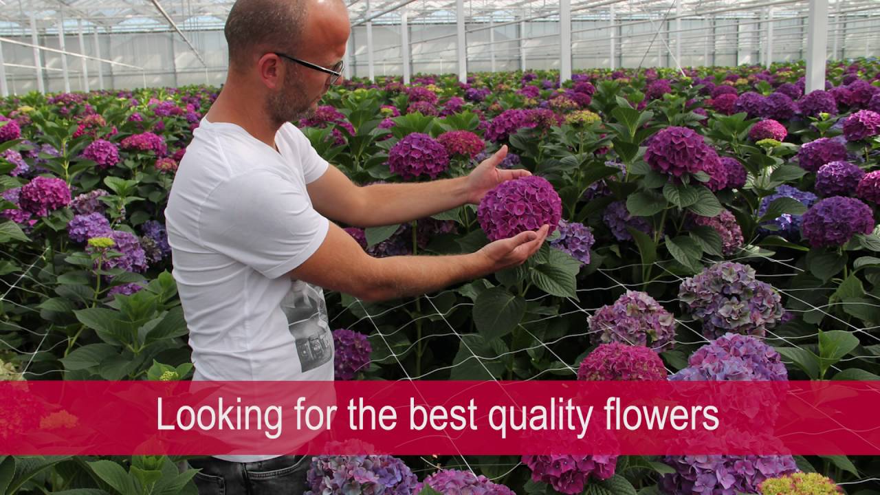 The day of...Hydrangea buyer Michel from Hilverda De Boer