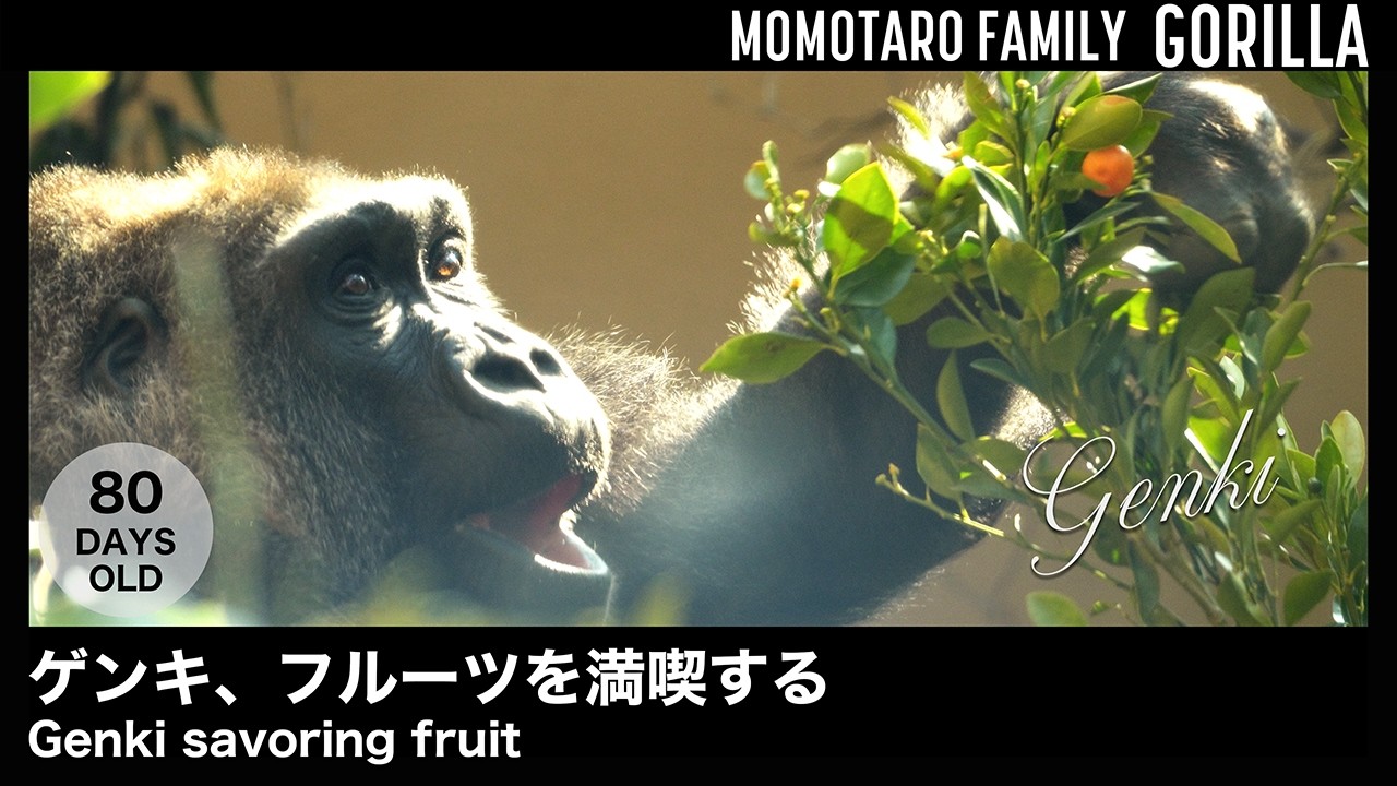 Гэнки наслаждается фруктами – Весёлая семья горилл в Zoo Kyoto, Т. 73