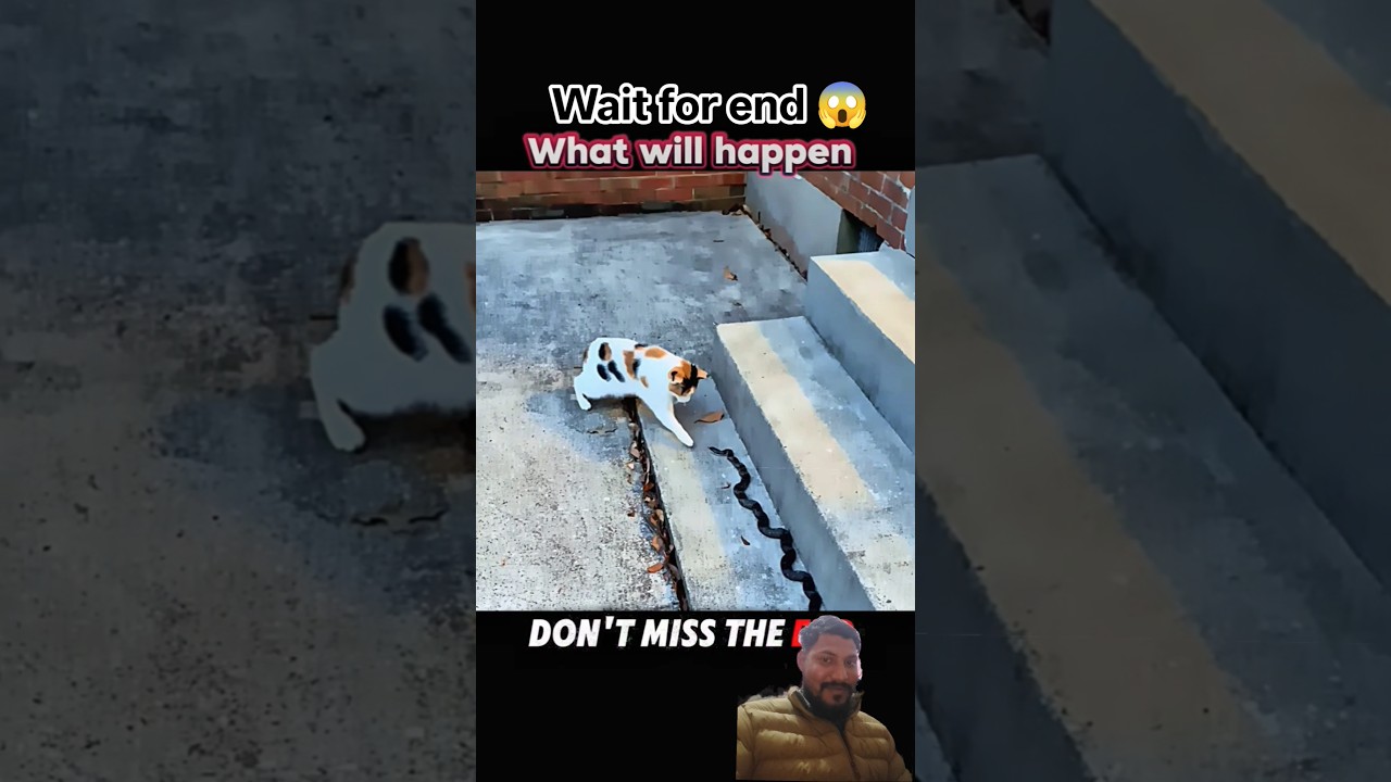 Cat vs Snake😱! Flash Reflex Saves the Day! 