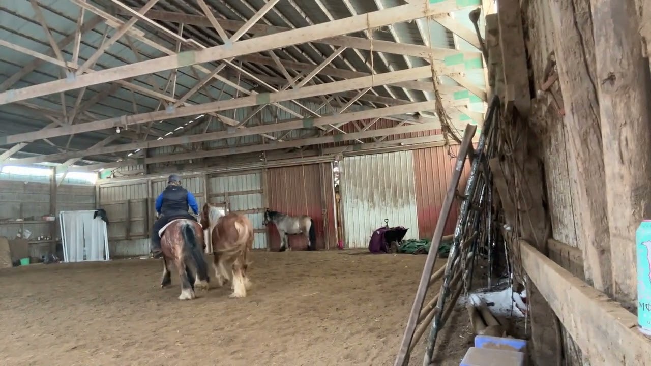 Keri and Huxsley liberty from a ridden horse