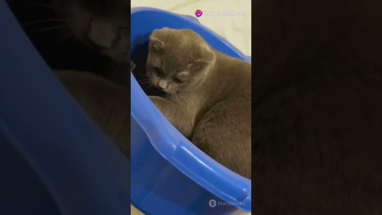 Story of Whiskers: The Naughty Cat | INTERESTING