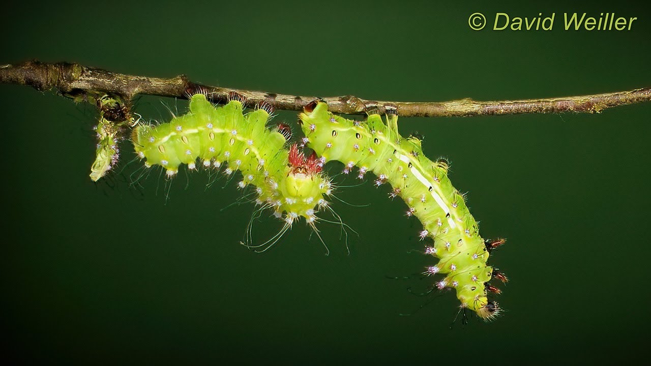 Giant Peacock Moth Caterpillars Shedding their Skin