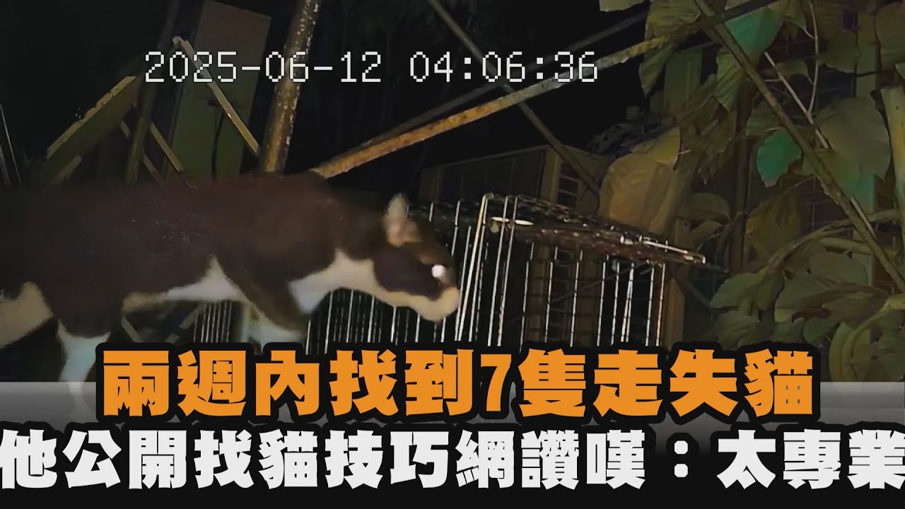 兩週內找到7隻走失貓　他公開找貓技巧網讚嘆：太專業