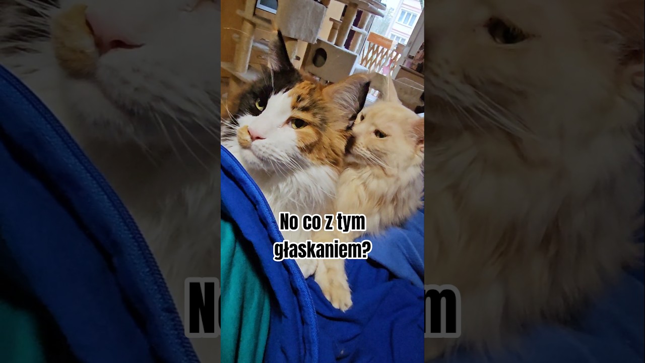 Co robi ta ręka, kt&oacute;ra miała mnie głaskać? Michalina i Oluś❤️ #cat #mainecoon #kotyuagnieszki
