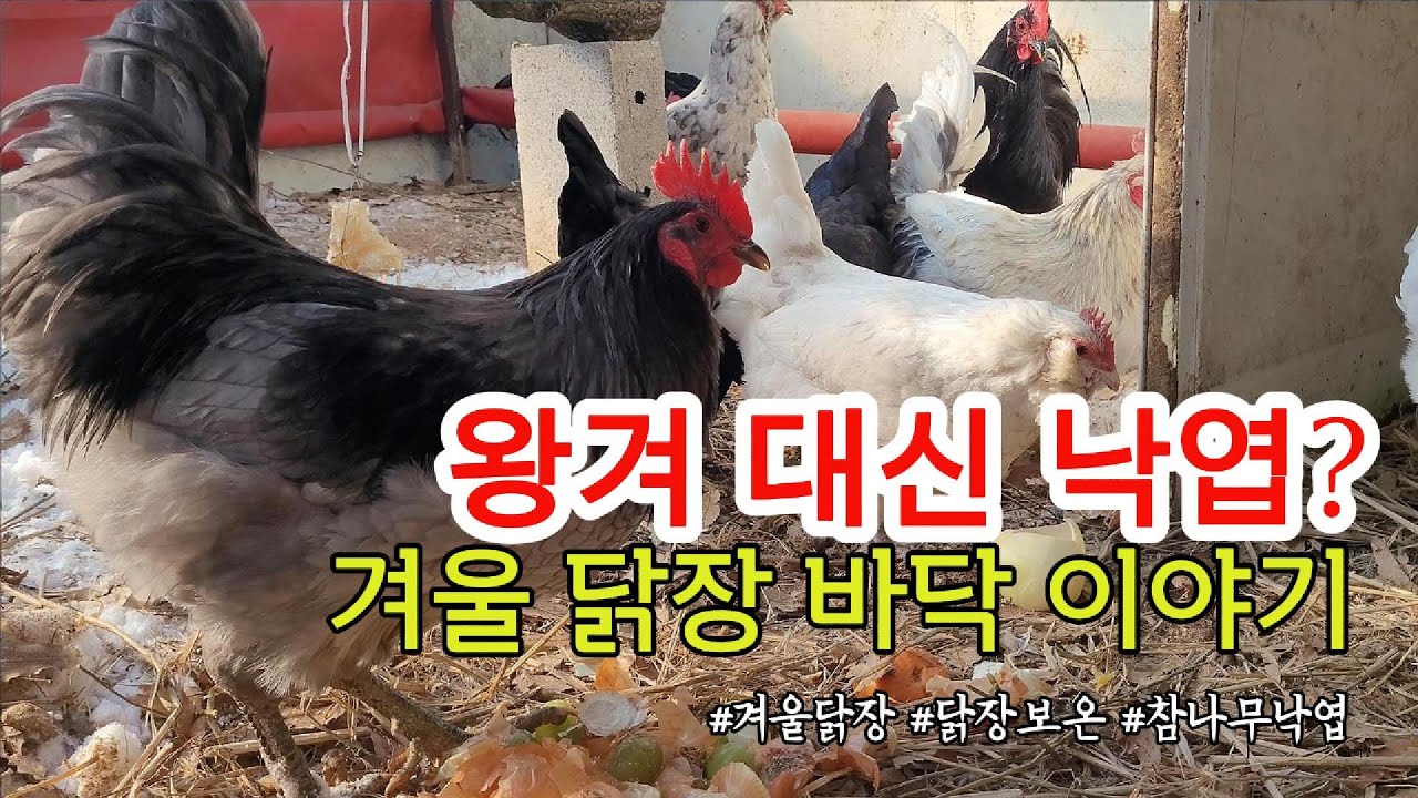 왕겨 대신 낙엽? 겨울 닭장 바닥 이야기 #닭키우기기록 #닭키우기현실 #겨울닭장