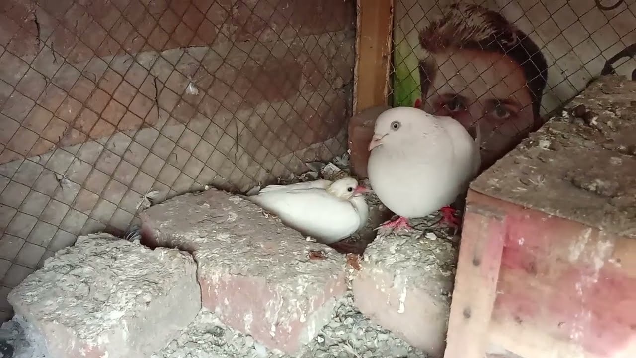 Breeding progress Vicky pigeon point 😊😊😊😊
