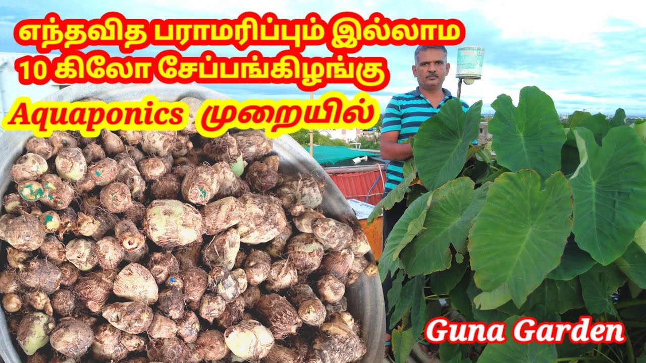 Aquaponics முறையில் எந்தவித பராமரிப்பும் இல்லாமல் 10 கிலோ சேப்பங்கிழங்கு அறுவடை