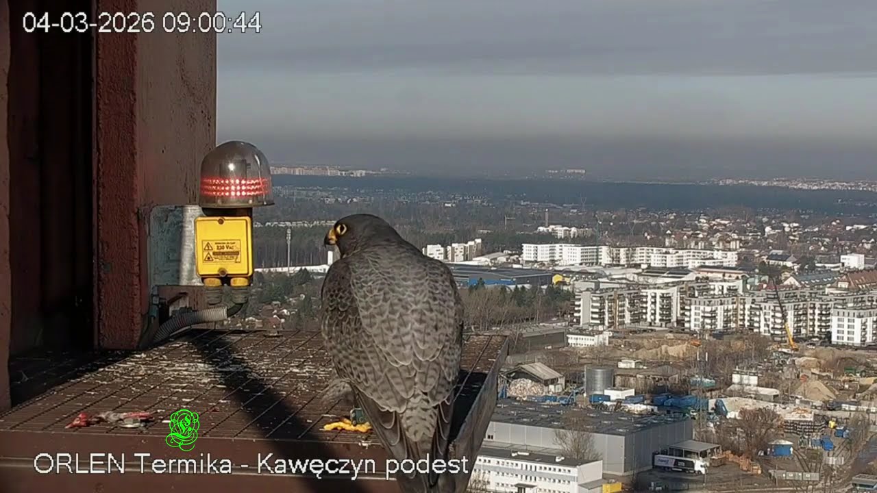 Apasz zaprasza 2026 03 04 sokół wędrowny W-wa Kawęczyn