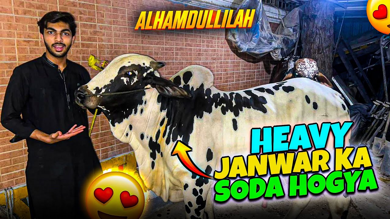 Heavy janwar ka soda hogaya 😍🐂