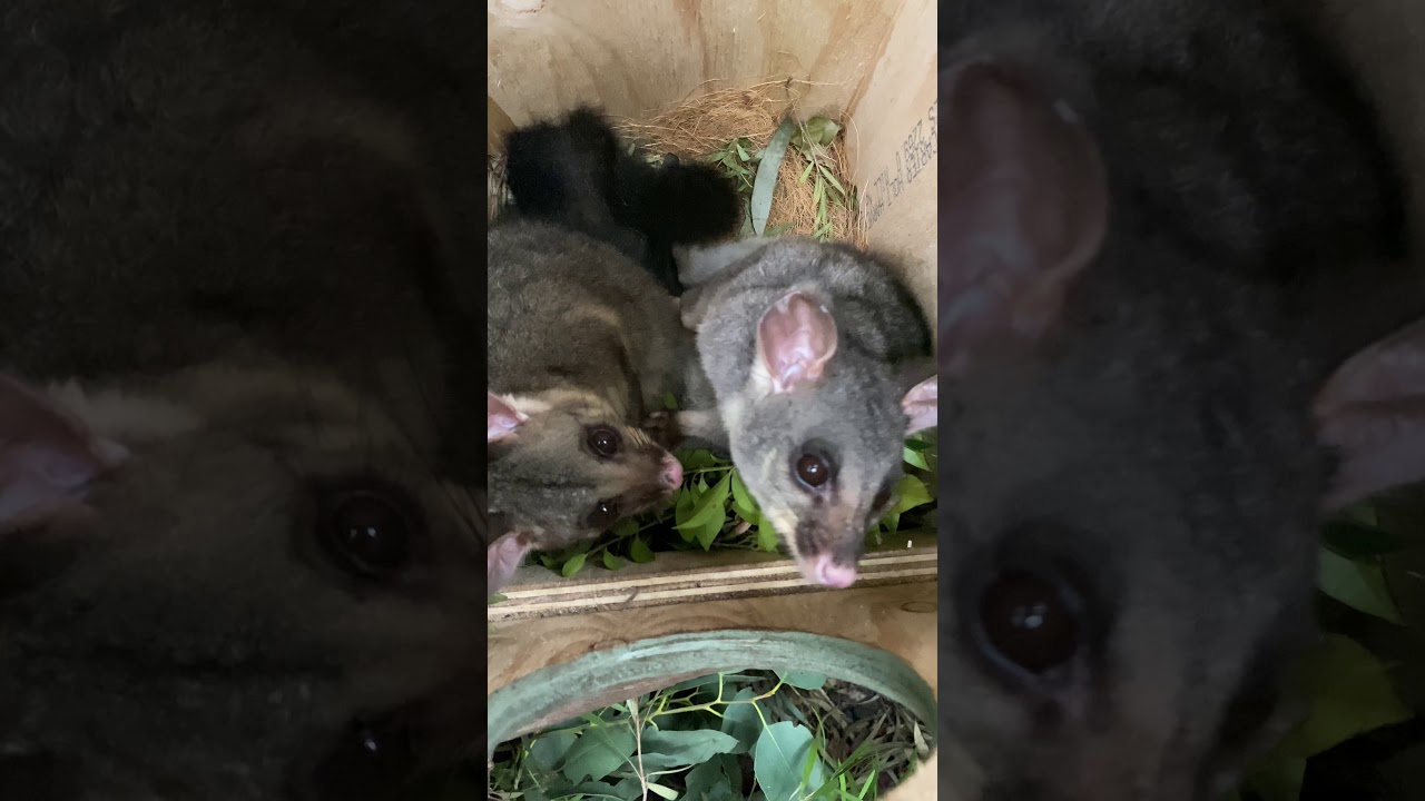 Brushtail Possums overdue for release