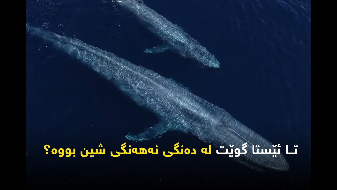 تا ئێستا گوێت له‌ ده‌نگی نه‌هه‌نگی شین بووه‌؟