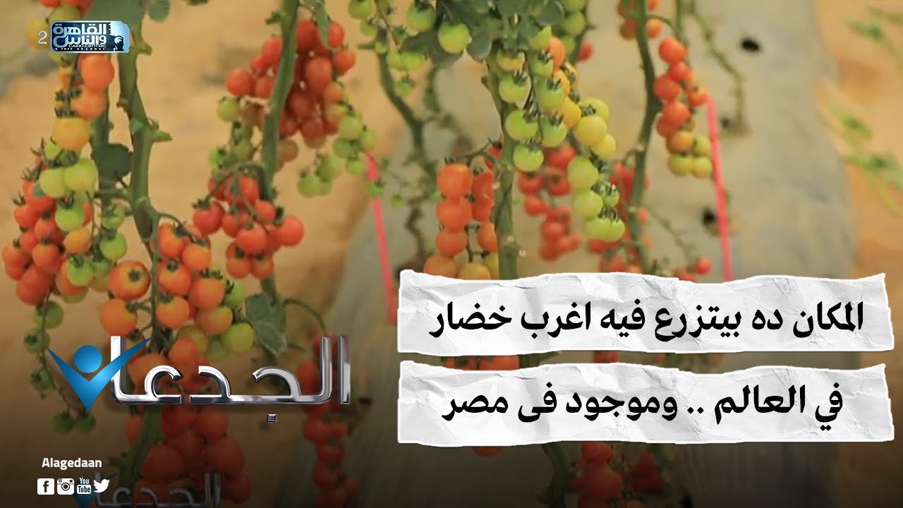 المكان ده بيتزرع فيه اغرب خضار فى العالم .. وموجود فى مصر