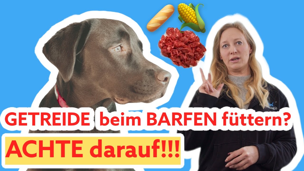 Braucht Dein Hund GETREIDE bzw. Kohlenhydrate im Hundefutter? Füttere das NICHT! BARF Basics