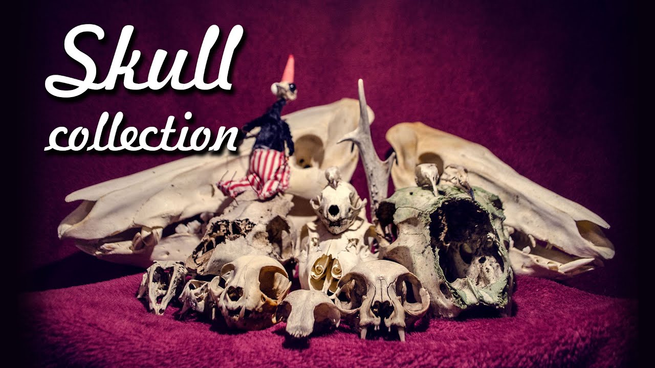 💀 My Skull collection ASMR 🎃