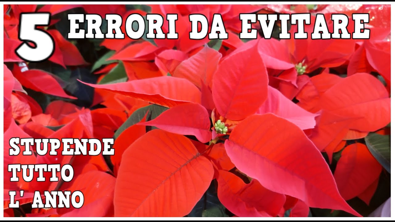 stella di natale: 5 errori da evitare per non farla seccare, ed avere piante bellissime a dicembre