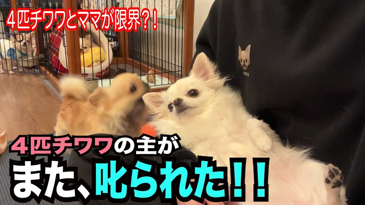 【４匹チワワとママがズボラなパパに我慢の限界！！不満大爆発な休日w】