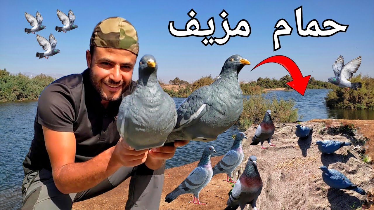 رحلة صيد الحمام 🕊️ بالحمام المزيف 😱 فكرة لا تخطر على إبليس 😂😂
