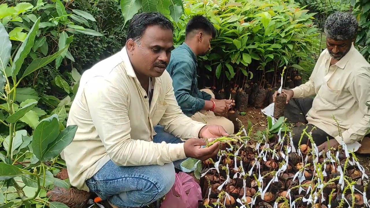 अवोकॅडो चे दजैदार कलम मिळेल महाराष्ट्रातील पहिले अवोकॅडो उत्पादक शेतकरी परमेश्र्वर थोरात🥑7875185032 