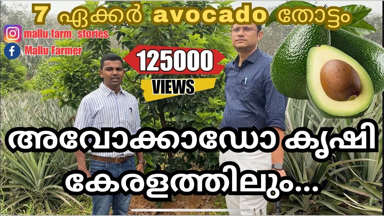 7 ഏക്കറിൽ പരന്നു കിടക്കുന്ന കേരളത്തിലെ ഒരു avocado കൃഷിത്തോട്ടം - avocado plantation in Kerala