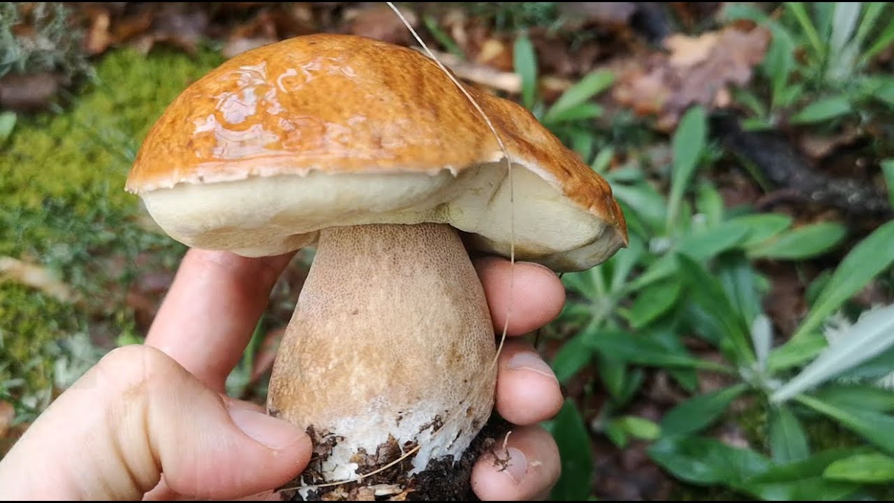 За Гъби в Неделя