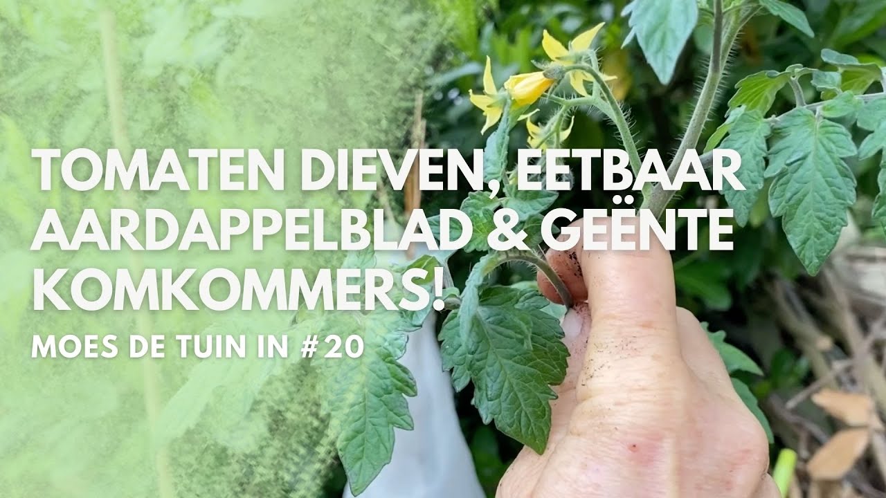 Tomaten dieven, eetbaar aardappelblad & geënte komkommers, MOES de TUIN in #20