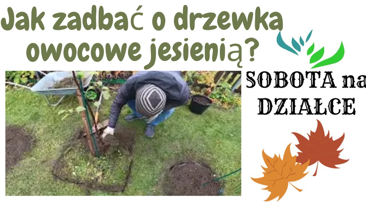 Jak zadbać o drzewka owocowe jesienią?🍂