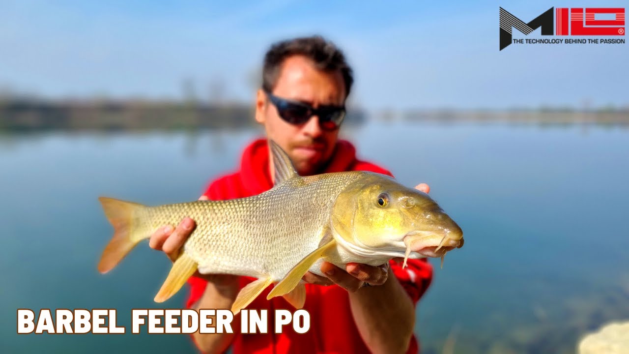 BARBI A FEEDER in PO - MILO FEEDER COLLECTION