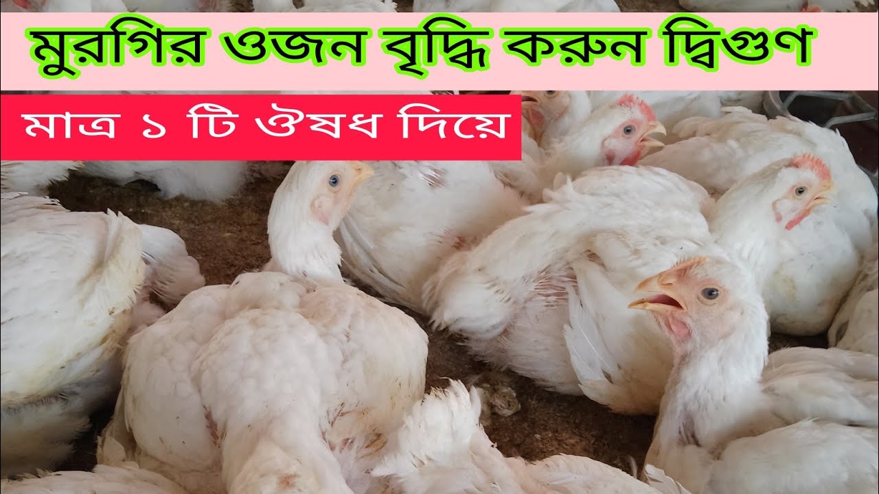 মুরগির ওজন বৃদ্ধি করুন দ্বিগুণ | মুরগির ওজন বৃদ্ধির মহা ঔষধ  | মুরগি পালন পদ্ধতি