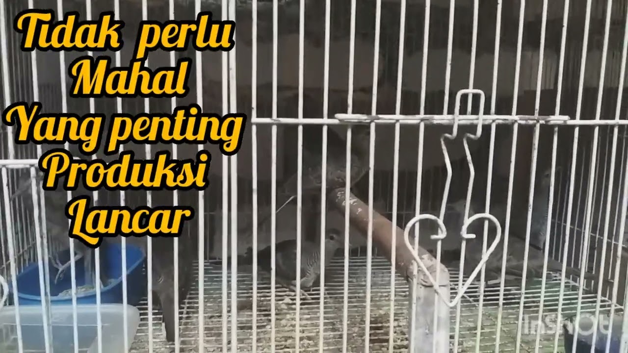 SANGKAR IDEAL DALAM BETERNAK PERKUTUT BANGKOk