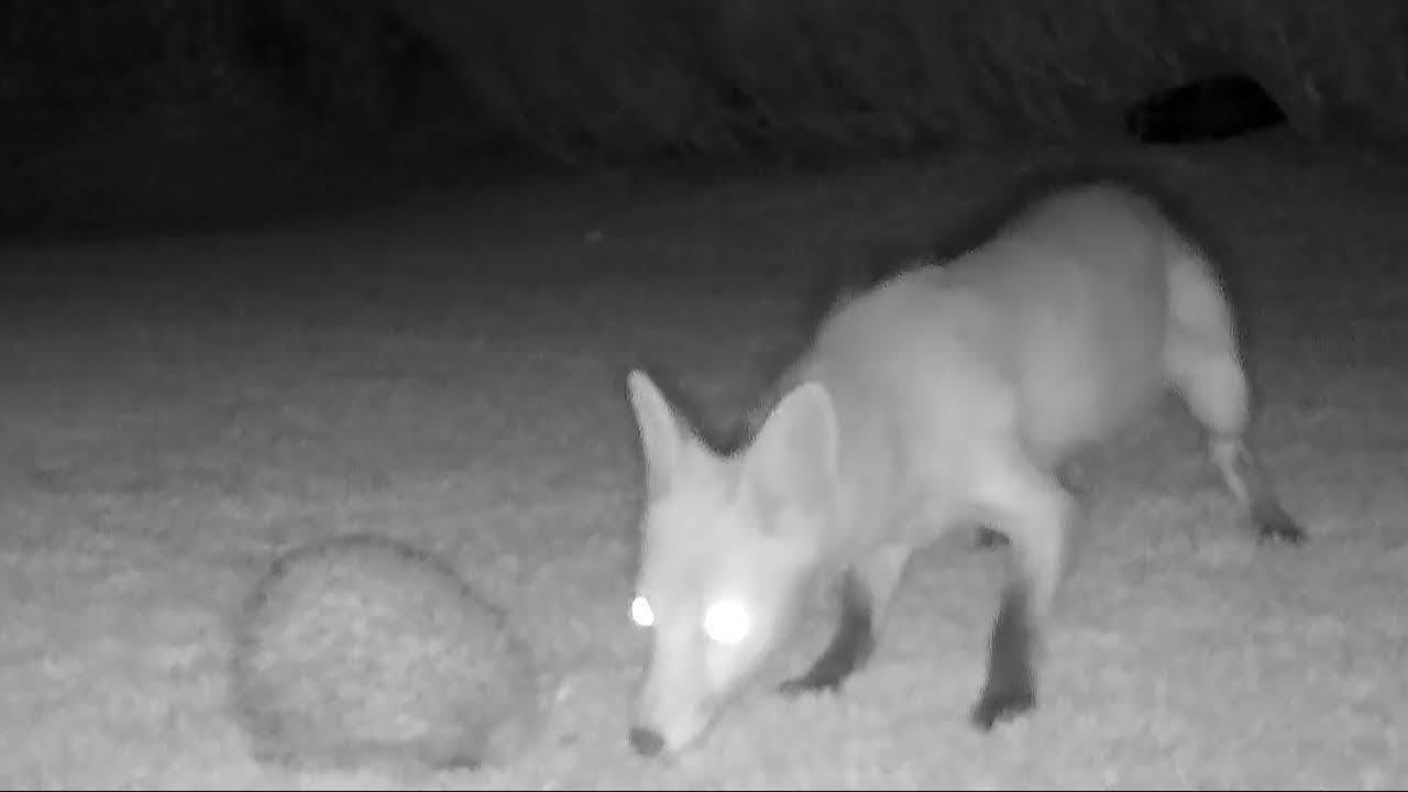 Wildlife camera captures baby fox's encounter with a hedgehog