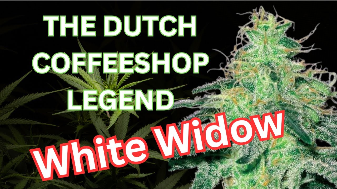 The Coffeeshop Connoisseur: White Widow's Story