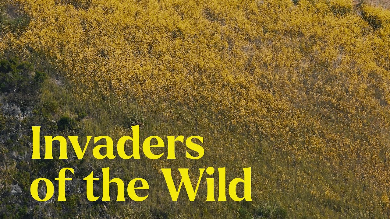 Invaders of the Wild: Understanding the Threat of Invasive Plants