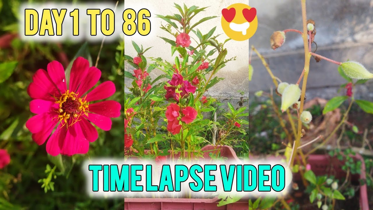 Time lapse video of impatient balsamina Day 1 to Day 86 #timelapse #impatientbalsamina #gardening