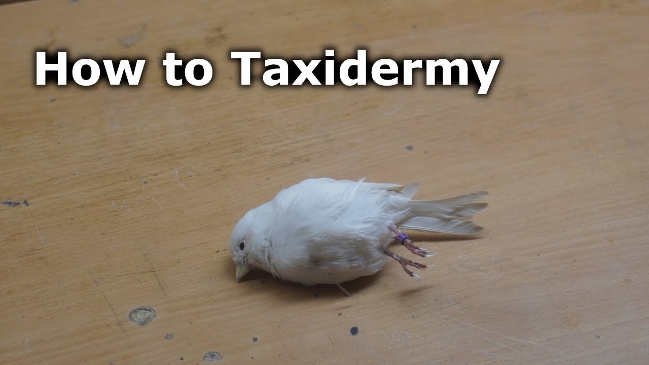 How to Taxidermy a Small Bird