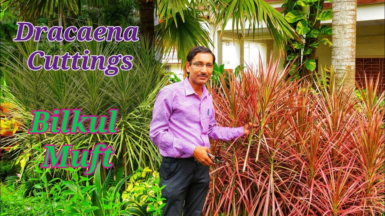 Dracaena marginata ki Cuttings Muft me Kaise grow Kare ?