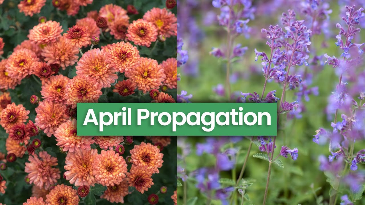 What Propagation Can You Do In April as Perennials Bloom? Chrysanthemums, Nepeta, Gaura & more...