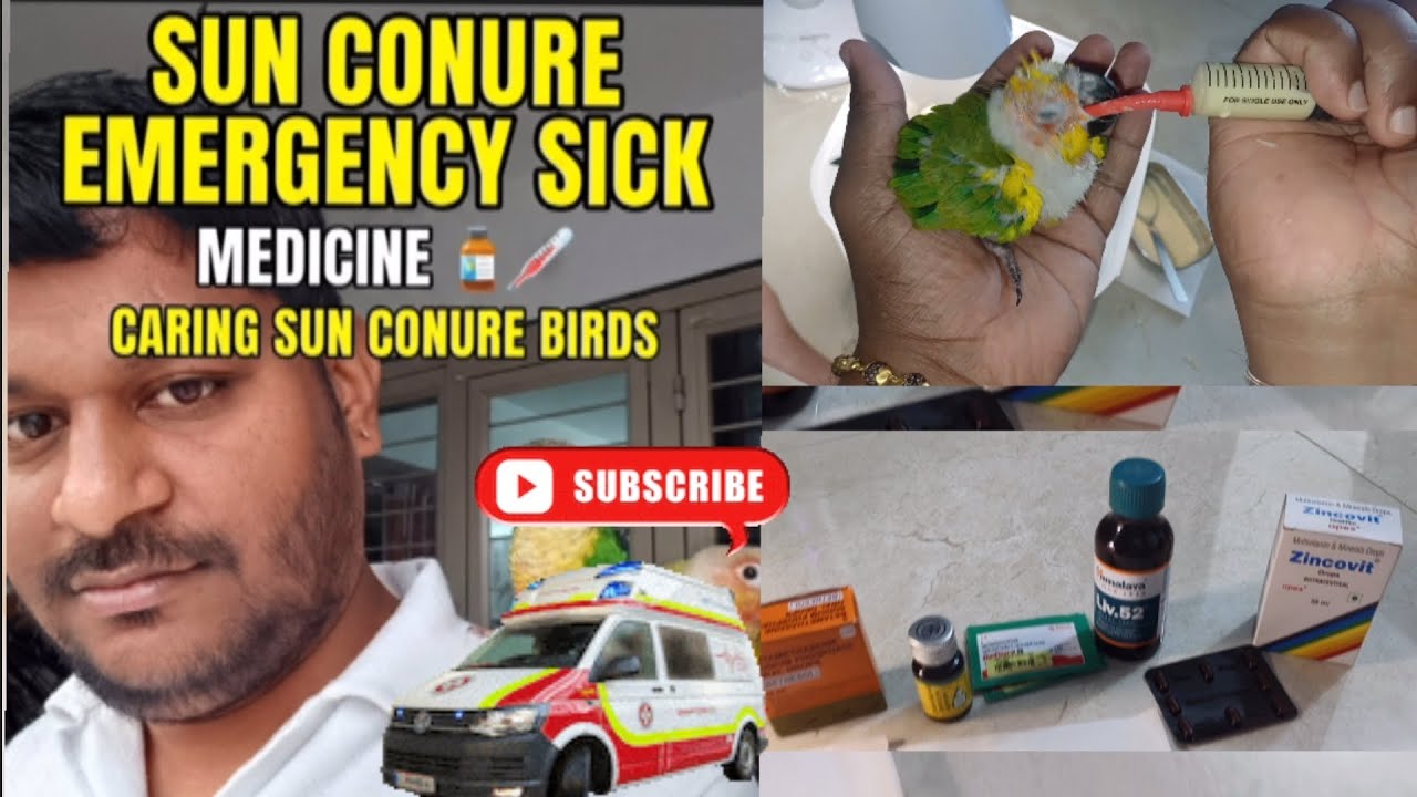 Sun conure baby sick | sun bird bimariya | sun conure ke medicine | indomediabirdsfarm | sky &chase