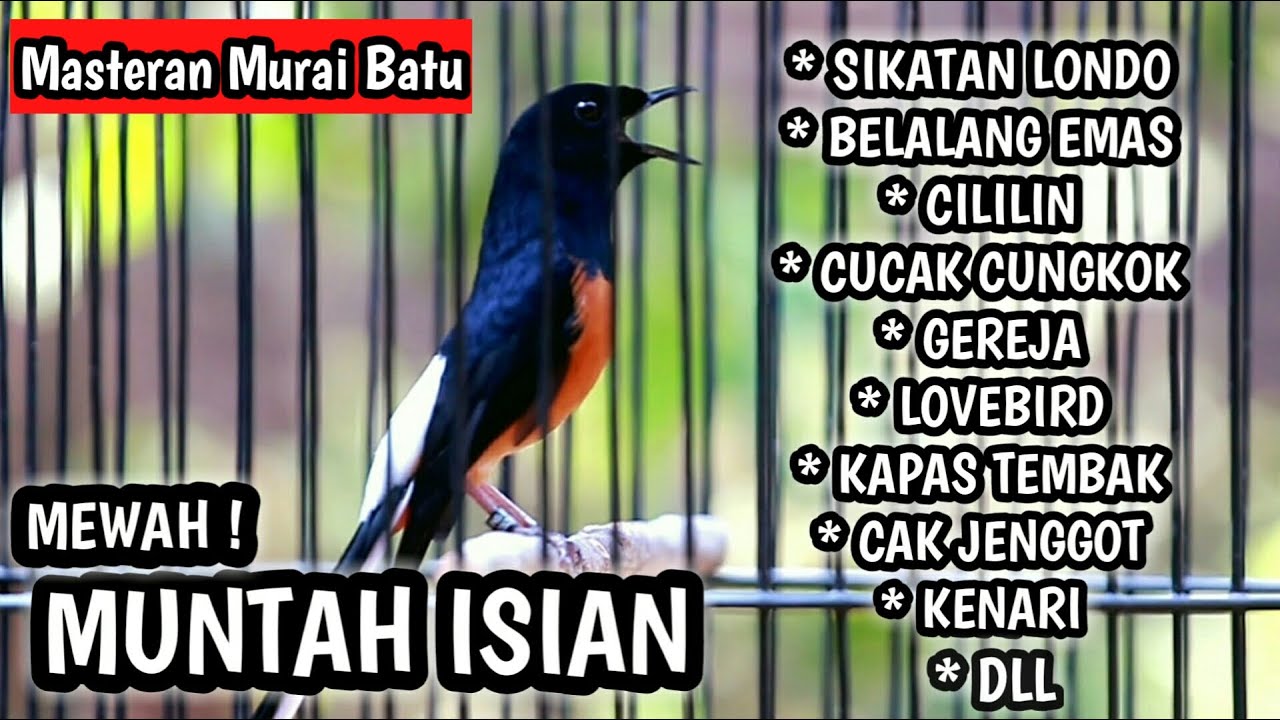 MURAI BATU GACOR FULL ISIAN TEMBAKAN MEWAH, MASTERAN MURAI BATU LOMBA.