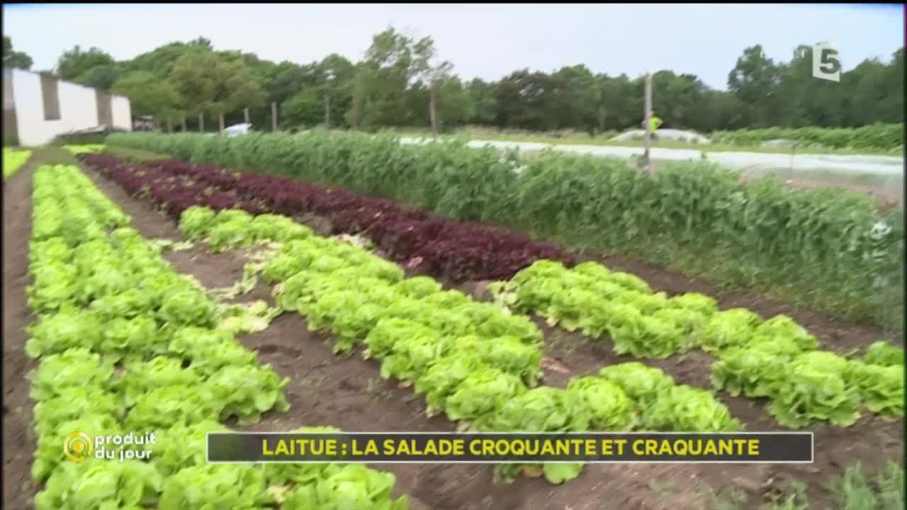 Laitue : La salade croquante et craquante