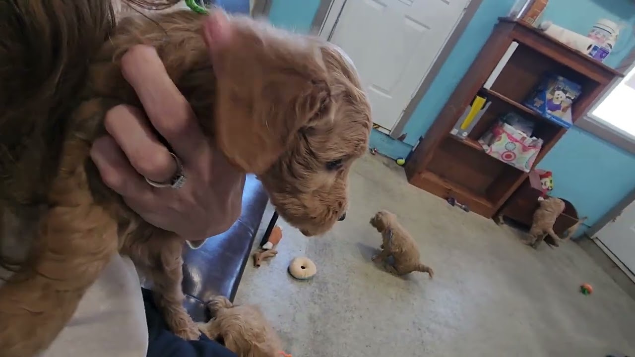 Magic & Rufus-6 weeks old