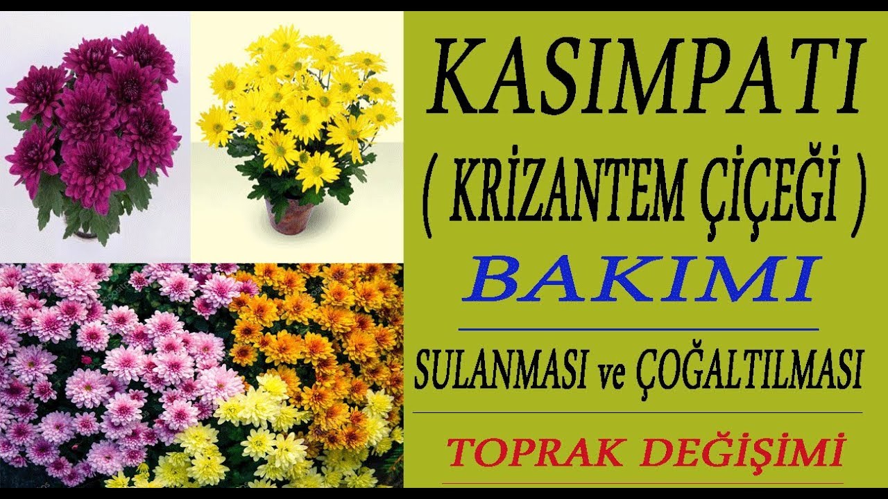 Kasımpatı Çiçeği ( Krizantemler ) bakımı, sulanması ve toprak değişimi. Chrysanthemum Flower