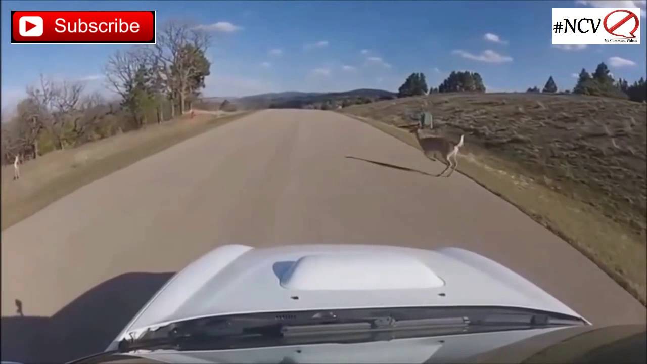 Deer Vs Cars Compilation