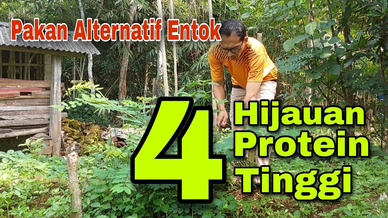 Pakan Hijauan Protein Tinggi untuk Entok