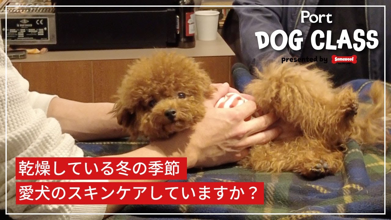 【獣医＆ドッグトレーナーが解説】この時期だから知っておきたい！愛犬のスキンケア方法や皮膚疾患についての知識！