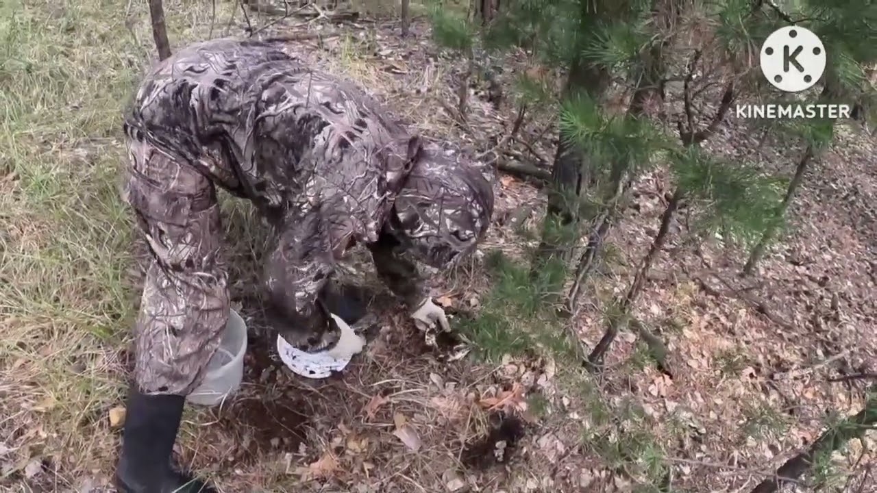 Грибы в Казахстане!! Грузди, рыжики в сухом лесу,как такое возможно??