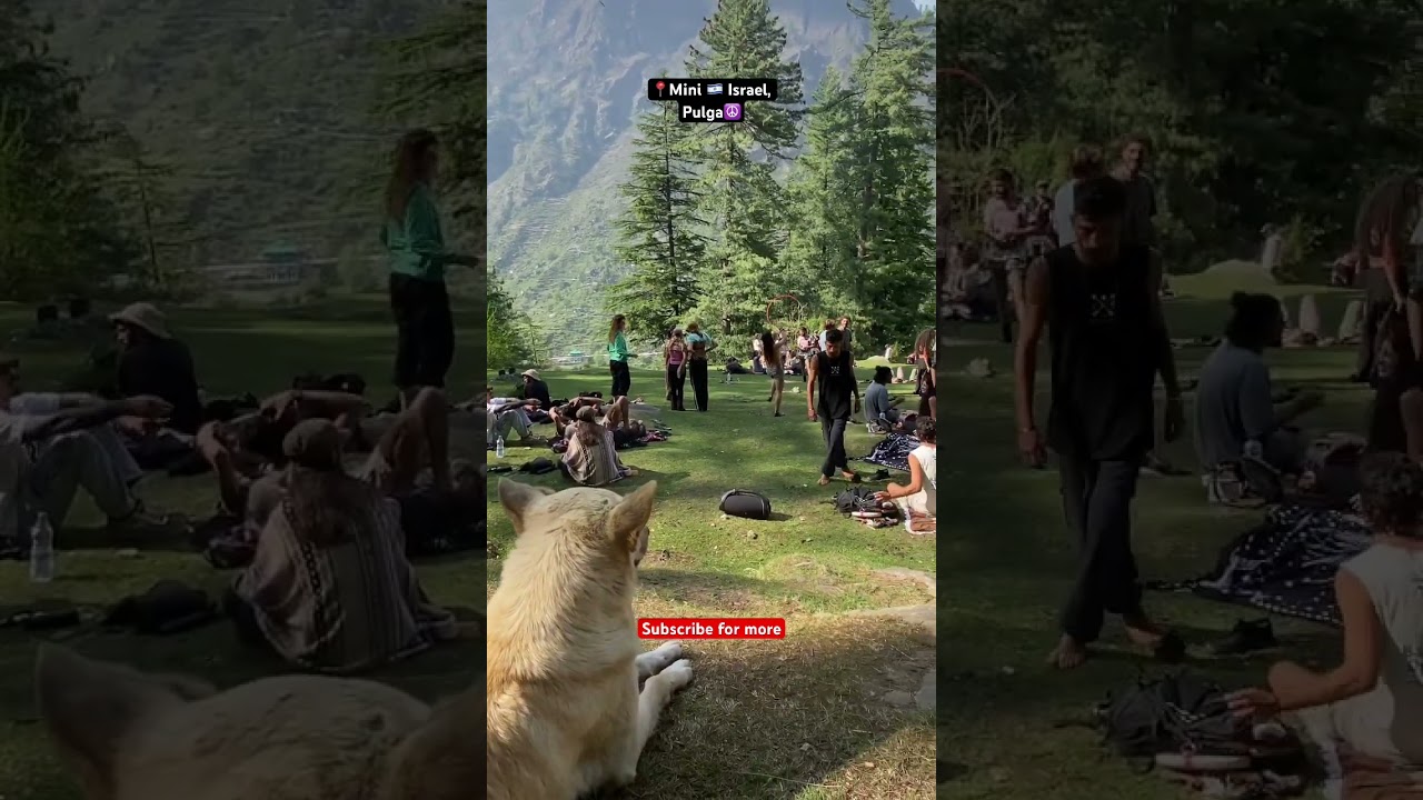 Kasol mini Israel the fairy Forest  Himachal offbeat location #viral #himachal #kasol #pulga #israel