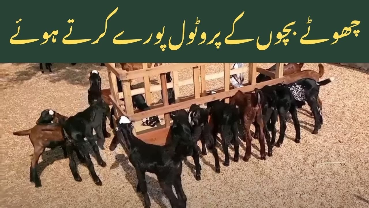 Goat Baby Protocol | Vehari Goat Farm