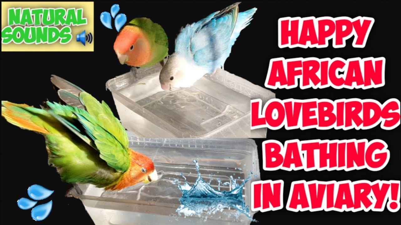 Bath Time For My LoveBirds!! | How to Bathe Your Birds | Lovebirds Bathing 💦