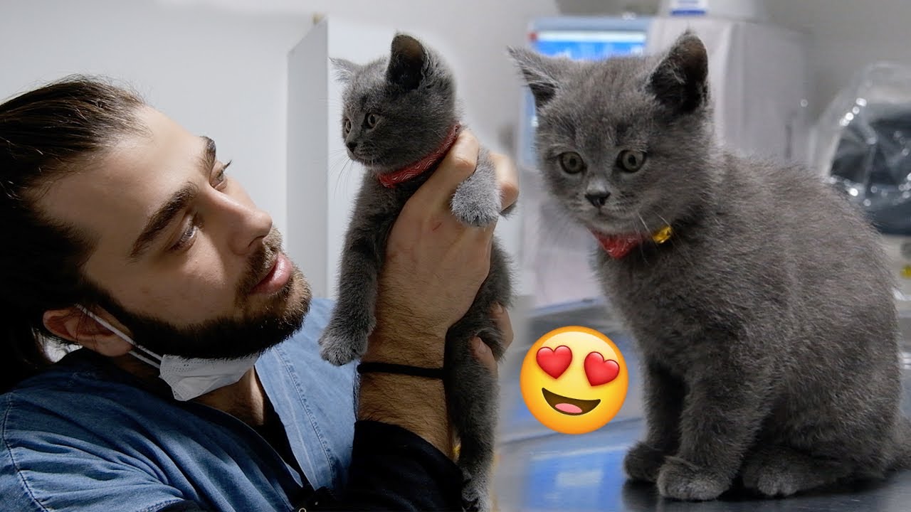Сумасшедший маленький котенок такой милый! 😍 #TheVet