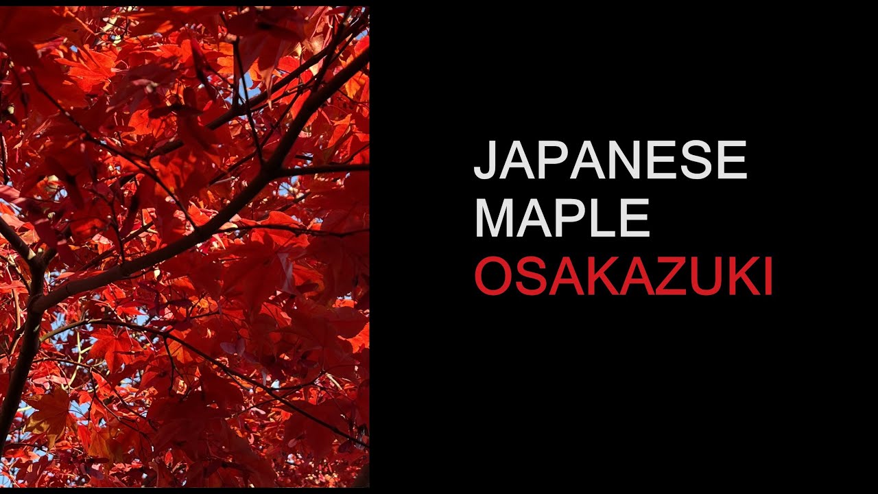 Osakazuki Japanese Maple - Acer palmatum